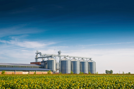 Grain Silos in Sunflower Field. Set of storage tanks cultivated agricultural crops processing plant.