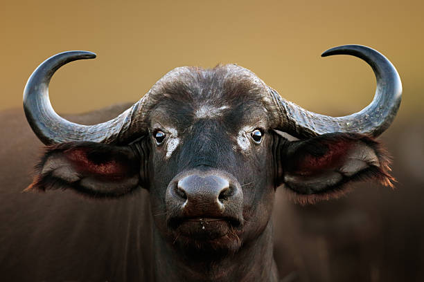 istock African buffalo Cow Portrait 504399017