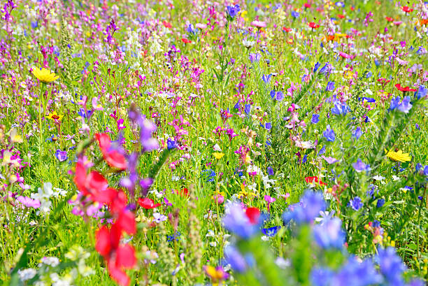 istock Colorful wildflower bed 504399053