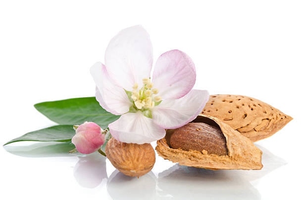 Paradise flower with almond nuts isolated on white background stock photo