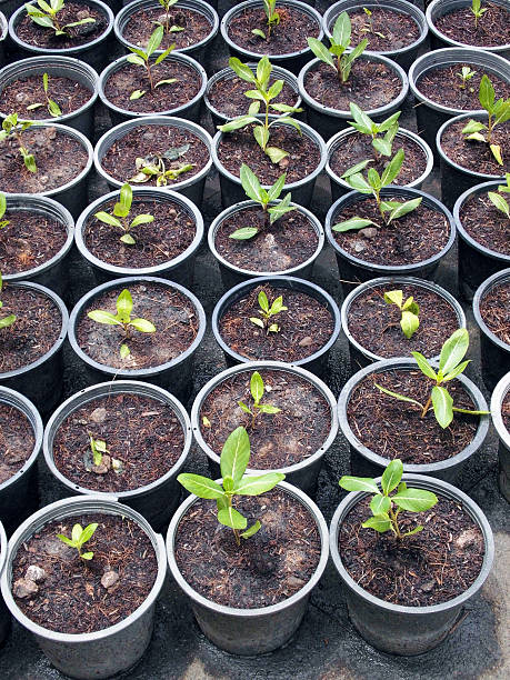 potted setzlinge wachsen in töpfen biologisch abbaubare peat moss - potting peat dirt moss stock-fotos und bilder