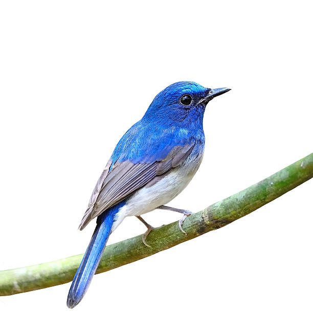 istock male Hainan Blue Flycatcher isolated 504399857