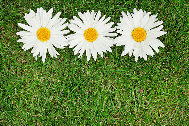 istock Three chamomile flowers over green grass 504400047