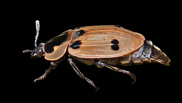 Beetle (Silphidae) A close up of the beetle (Silphidae). Isolated on black. beetle silphidae stock pictures, royalty-free photos & images