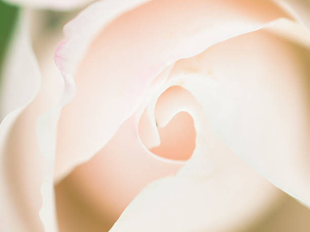 istock Abstract macro shot of beautiful white rose 504401123