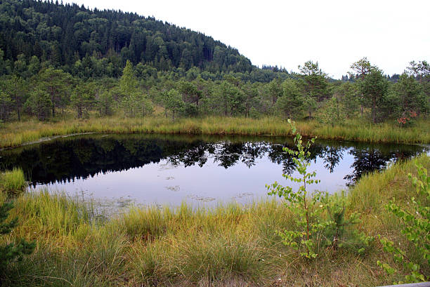 istock Mohos Peat-Bog - botanical reserve 504401417