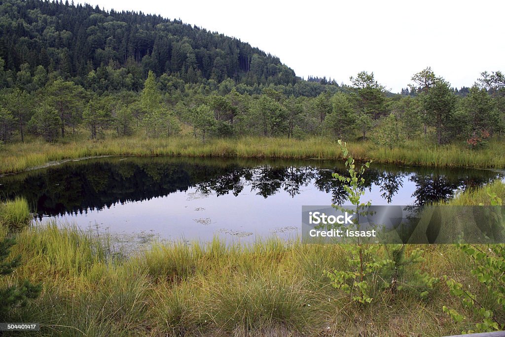 Mohos Торф-Bog — Ботанический reserve - Стоковые фото Sphagnum роялти-фри