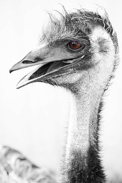 istock black and white ostrich portrait looking funny 504402477