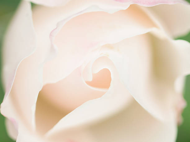 istock Abstract macro shot of beautiful white rose 504403117