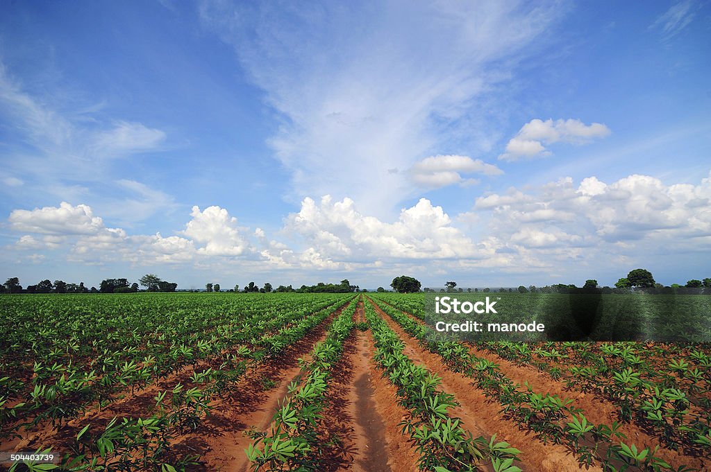 Farm Cassava Agriculture Stock Photo Farm Cassava Agriculture Stock Photo