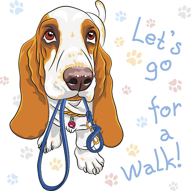 vector baby dog Basset Hound breed Tan and White dog Basset Hound breed wants to walk with a leash in mouth cartoon basset hound walking stock illustrations