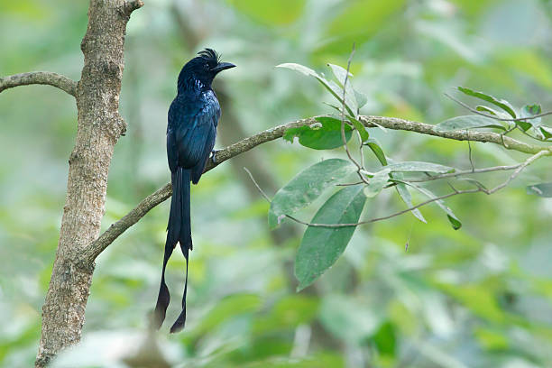 drongo maggiore dalla coda a racchetta uccello in nepal - drongo foto e immagini stock