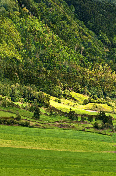 Farming in the Volcano #1 stock photo