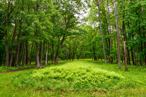 istock Effigy Mounds National Monument 504414762