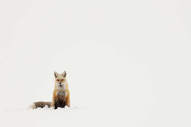 istock Red Fox Sitting in the Snow 504414938