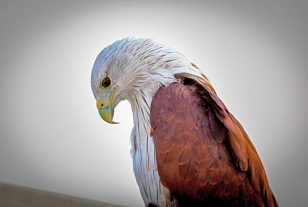 Detail of Collegiata di San Gaudenzio church, Varallo, Piedmont, Italy, Eagle wood lectern
