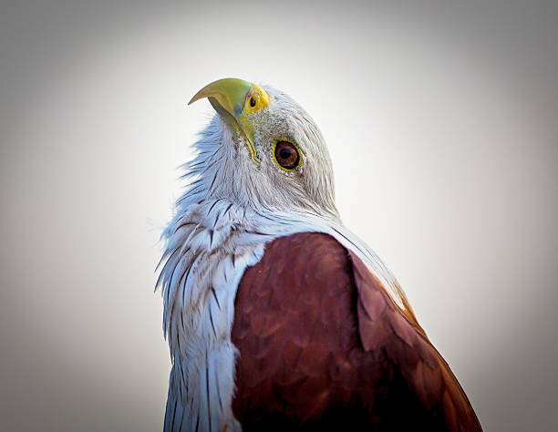 head of an American Golden Eagle isolated on white background