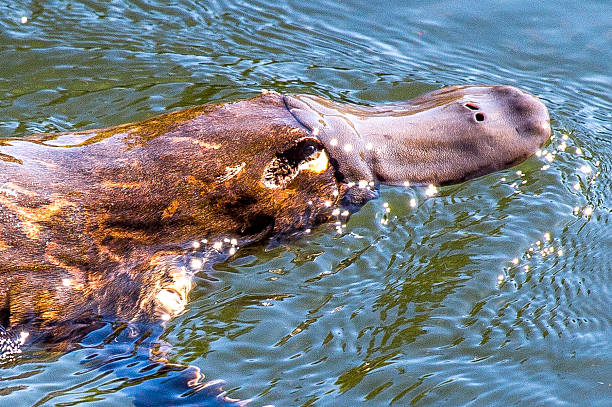 Reclusive Platypus The only egg laying mammal on the planet. Very unique and incredibly difficult to see in the wild. duck billed platypus stock pictures, royalty-free photos & images