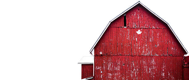 istock Full front of red barn with canadian maple leaf 504419892