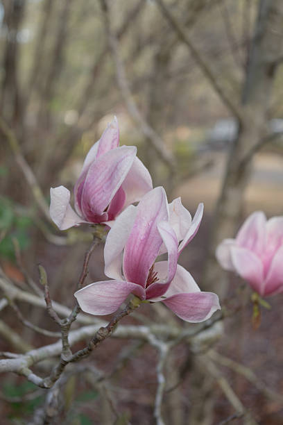 istock Purple Pink Magnolia Tree Branches in Flower Dreamy Bokeh Background 504420538