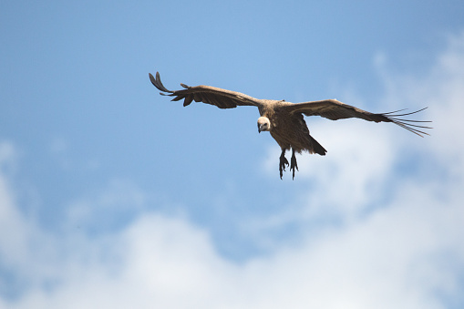 Vulture in Flight in Zimbabwe