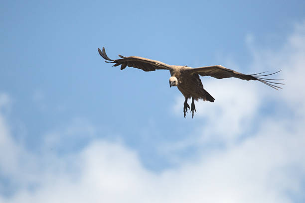 Vulture in Flight in Zimbabwe stock photo