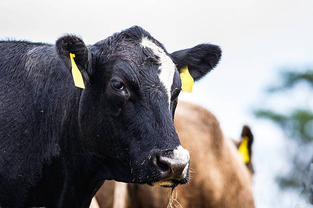 istock Black and white Angus crossbred cow head and neck 504420926