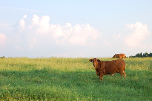 Cow in a field in Lindale, Texas