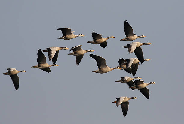 bar headed goose flock of goose in flight anseriformes photos stock pictures, royalty-free photos & images