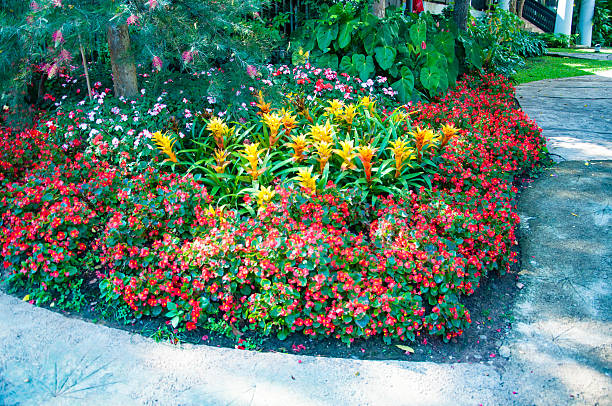 istock Flower garden background 504422268
