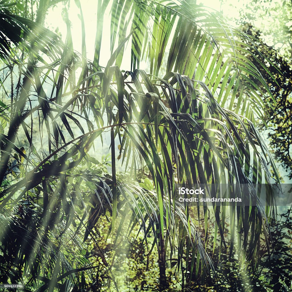 Summer forest jungle Jungle tropical background Rain Stock Photo