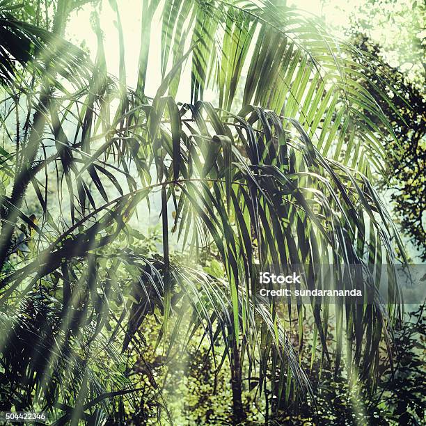 Summer Forest Jungle Stock Photo - Download Image Now - Rain, India, Nature