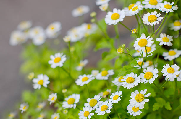 istock Camomiles in the garden 504422656