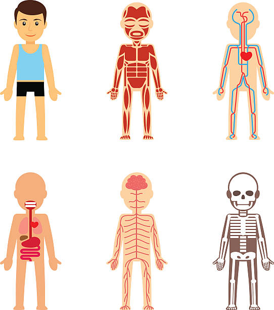 körper anatomie vektor - dickdarm verdauungstrakt grafiken stock-grafiken, -clipart, -cartoons und -symbole