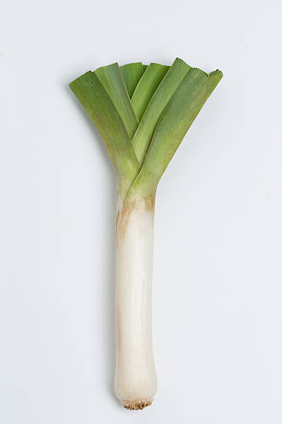 istock Western length green onion leek 504423688