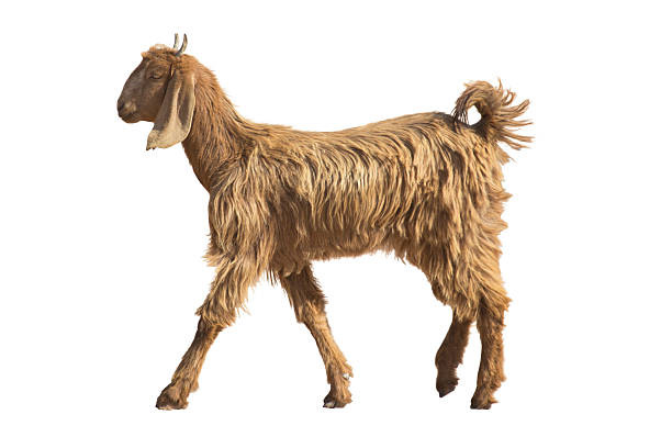 istock Goat in Rajasthan Isolated 504423850