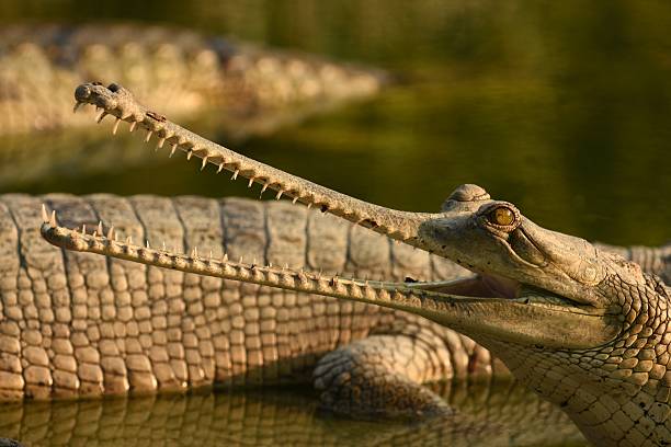 Gharial Crocodile A Gharial cools himself by opening his mouth at a breeding center in Chitwan National Park Nepal chitwan national park photos stock pictures, royalty-free photos & images