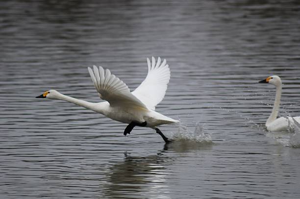 It is the whistling swan which came flying distantly in Japanese Lake Biwa from the 4,000km away Siberia.