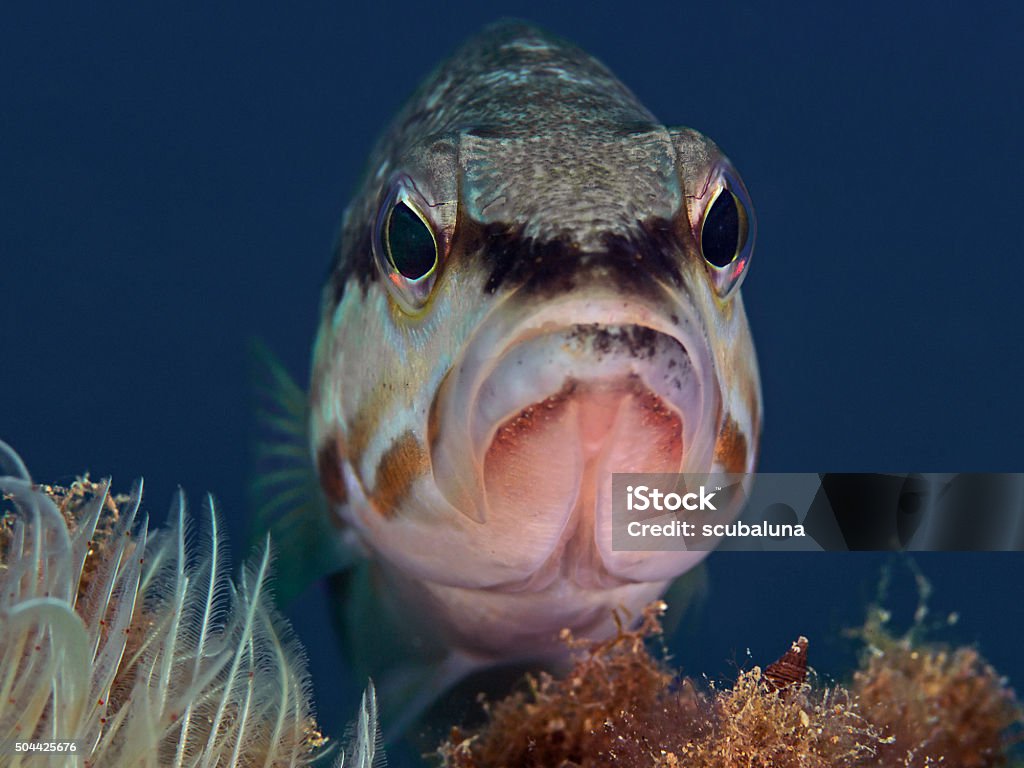 Pesce Comber (Serranus cabrilla - Foto stock royalty-free di Punto di vista frontale