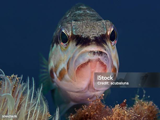 Pesce Comber Serranus Cabrilla - Fotografie stock e altre immagini di Punto di vista frontale - Punto di vista frontale, Pesce, Testa di animale