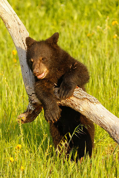 istock Baby American black bear 504426802