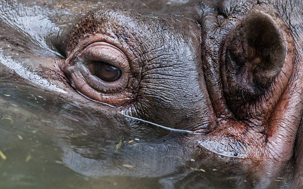 istock Close up shot of hippo's eye 504427230