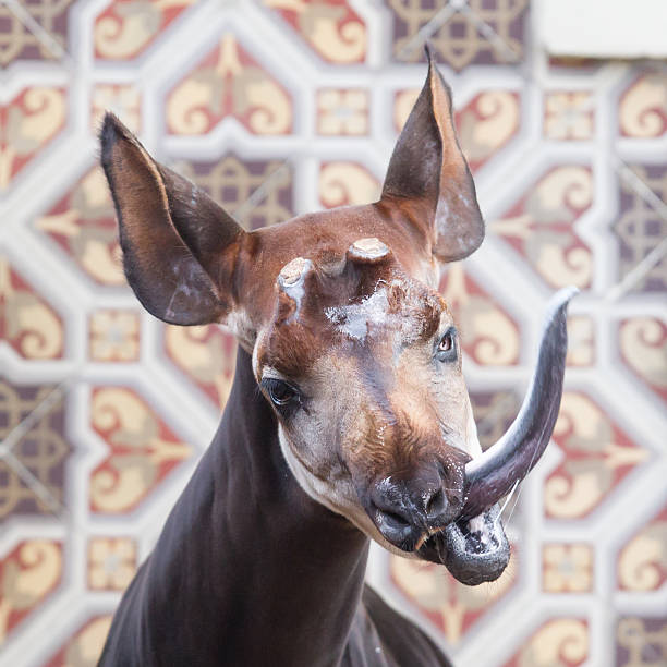 Close-up of an okapi Close-up of an okapi seeking some attention Okapi stock pictures, royalty-free photos & images