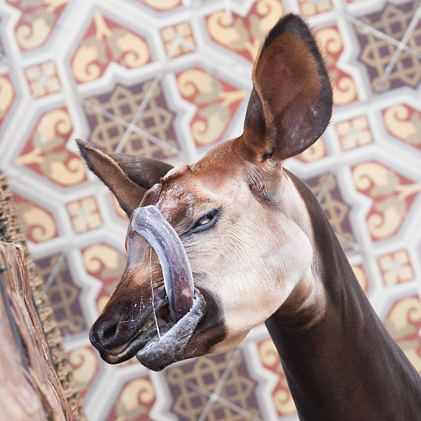 Close-up of an okapi Close-up of an okapi seeking some attention Okapi stock pictures, royalty-free photos & images