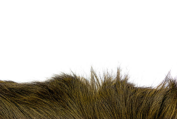istock yellow color hair texture on background 504427450