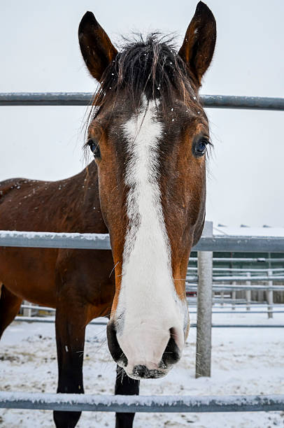 istock Horse head close up 504427798