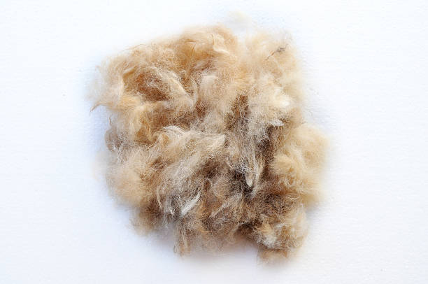 istock grooming dog hair 504429306