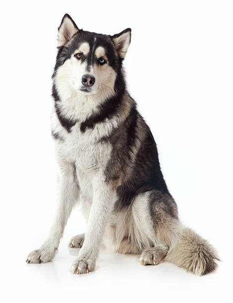 istock adult male husky 504429756