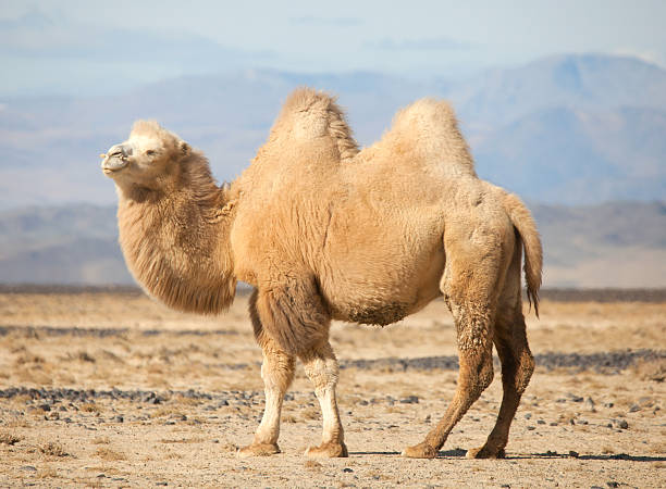 chameau de bactriane dans les steppes de mongolie - chameau photos et images de collection