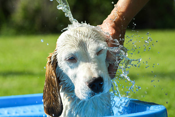Beagle take a summer bath Beagle take a summer bath cat water stock pictures, royalty-free photos & images